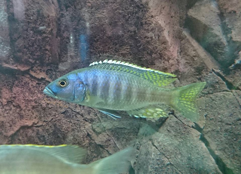 Sciaenochromis ahli 'Chimwalani Reef'